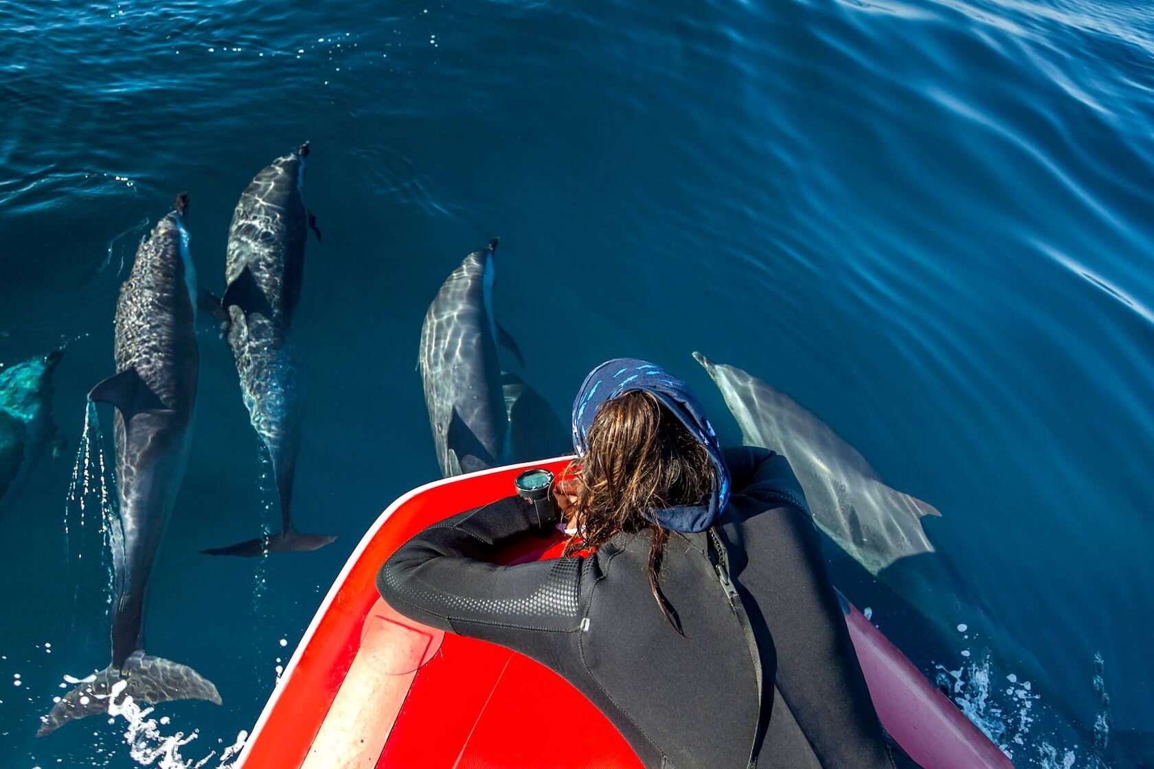 dolphins.jpg