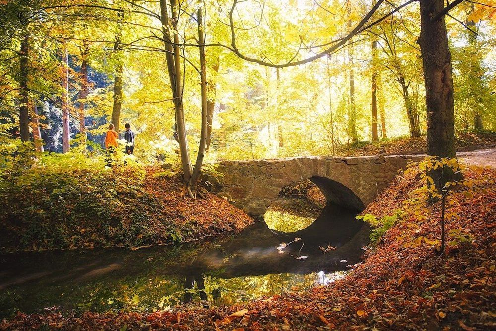forest-autumn.jpg